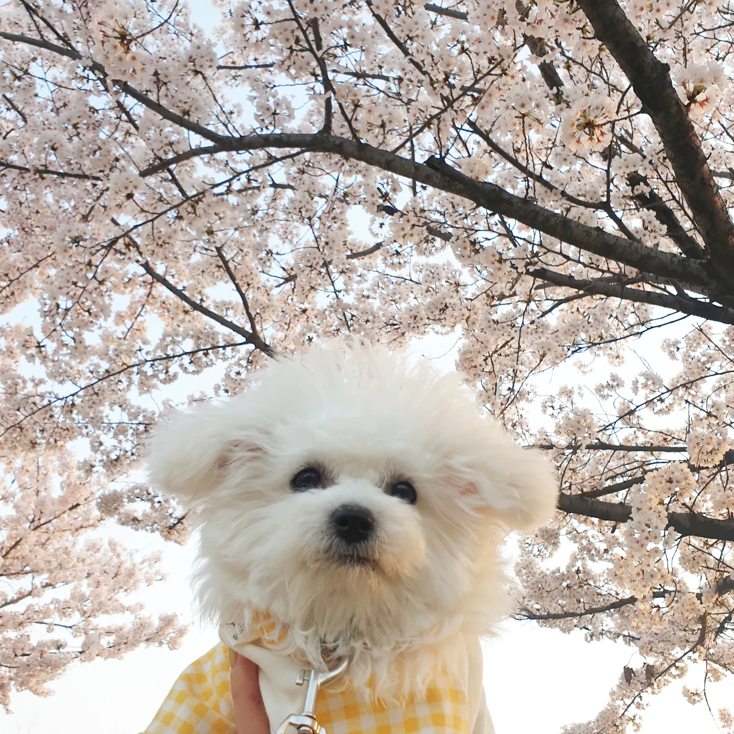 규린 프로필 이미지