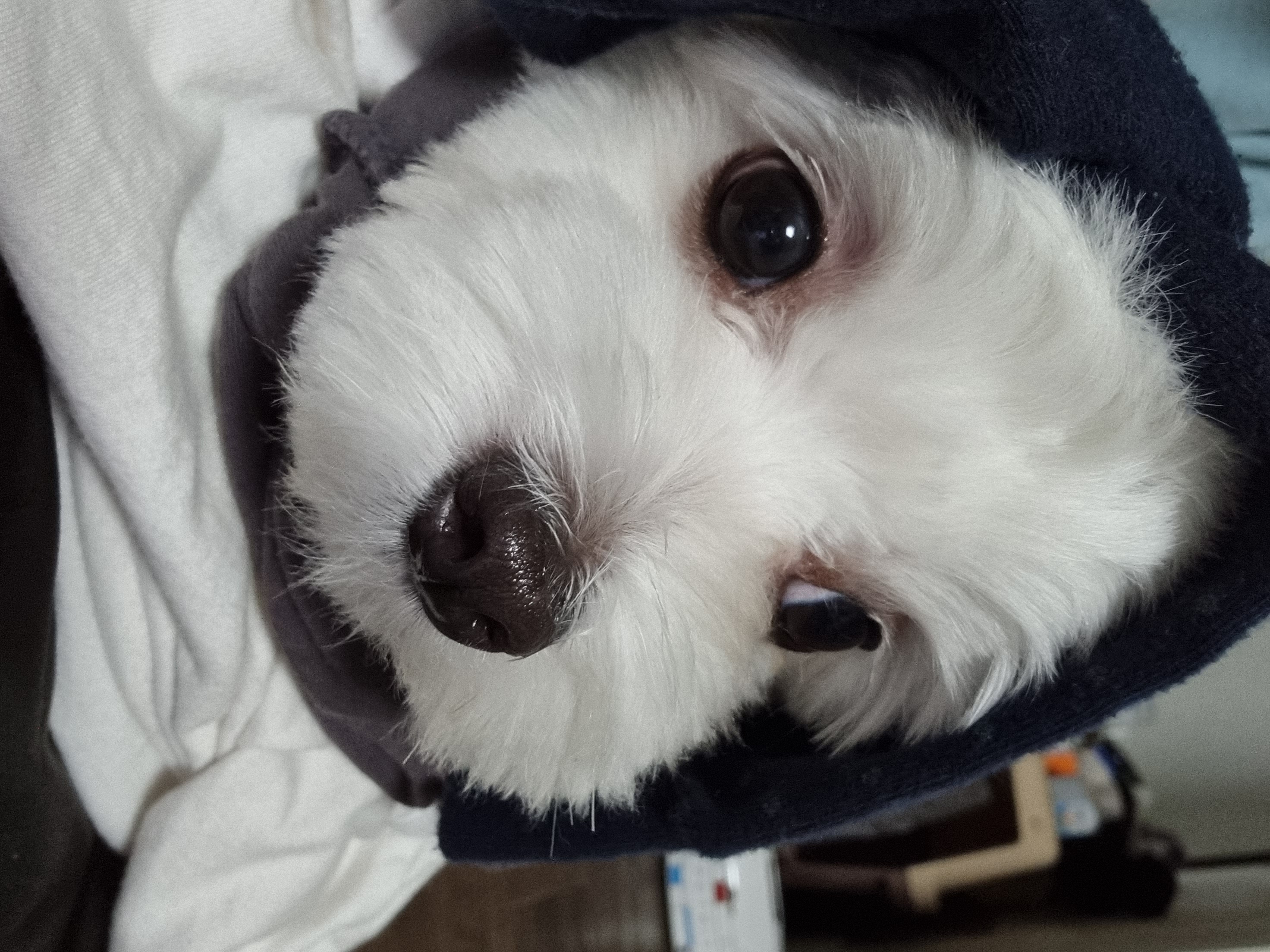 뽀이뽀이 프로필 이미지