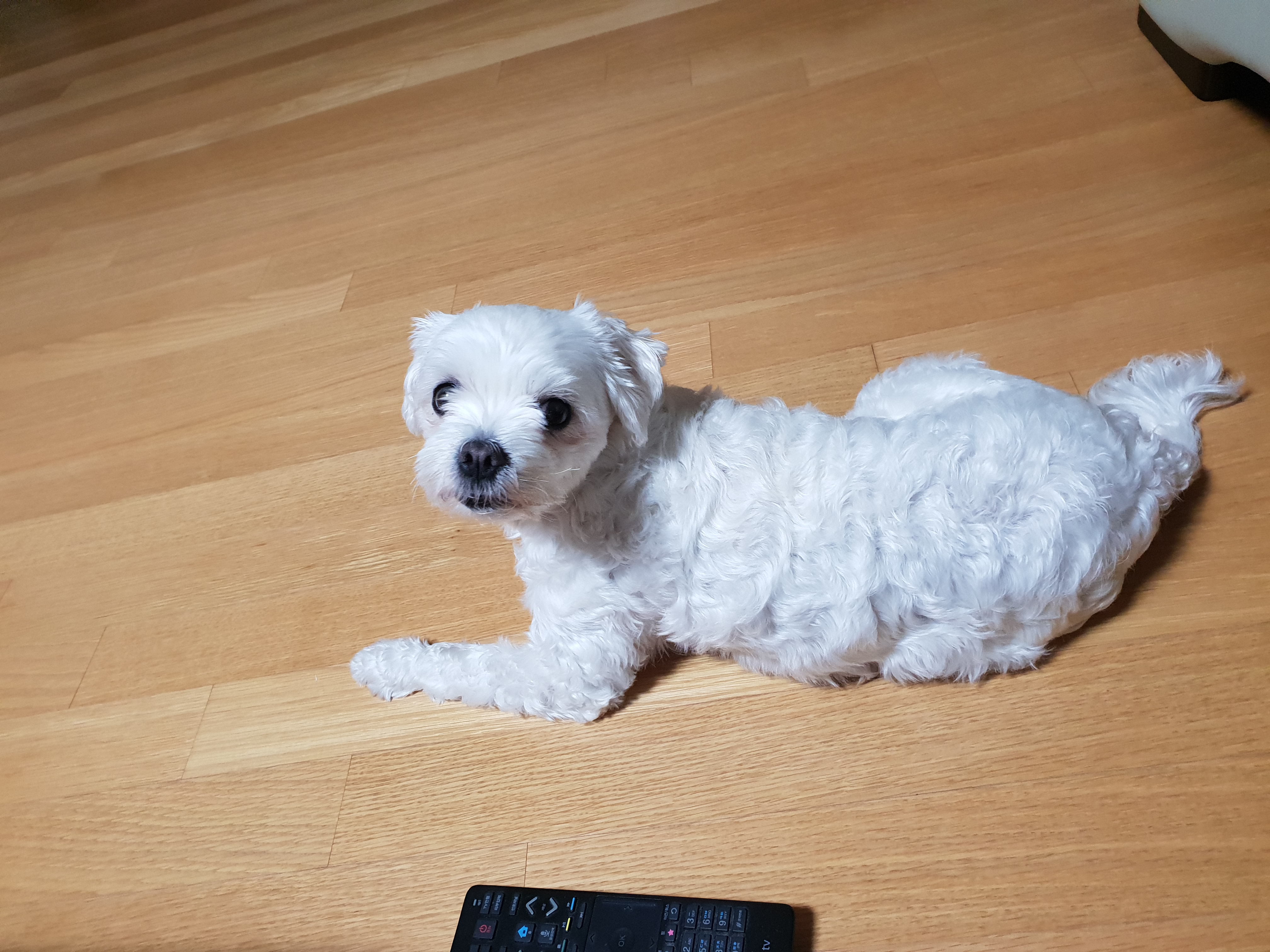 뽀야 프로필 이미지