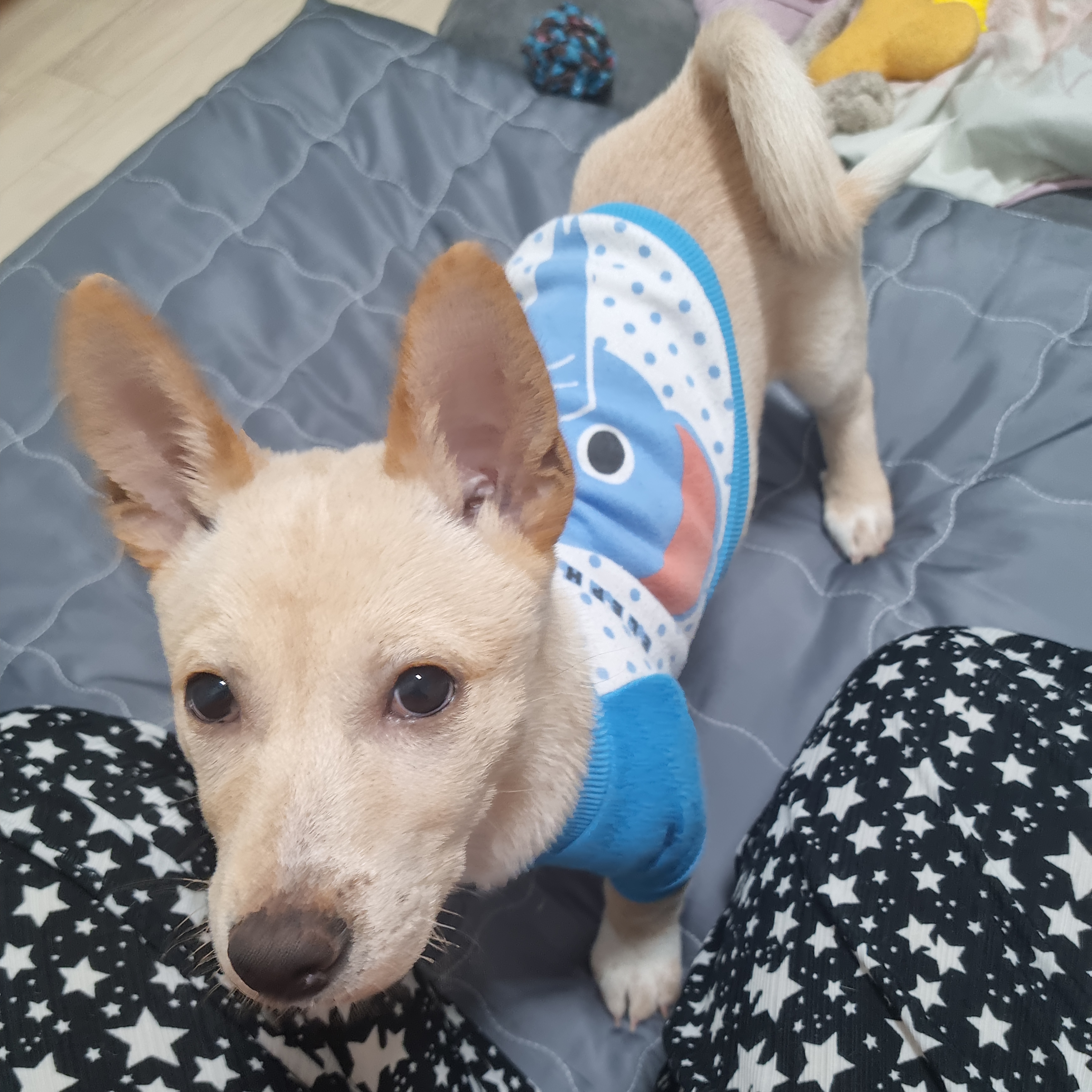 개냥이언니 프로필 이미지