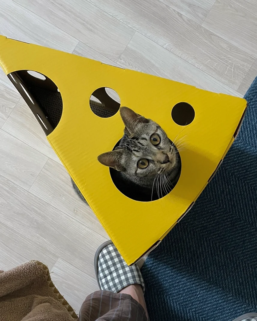 veko 프로필 이미지