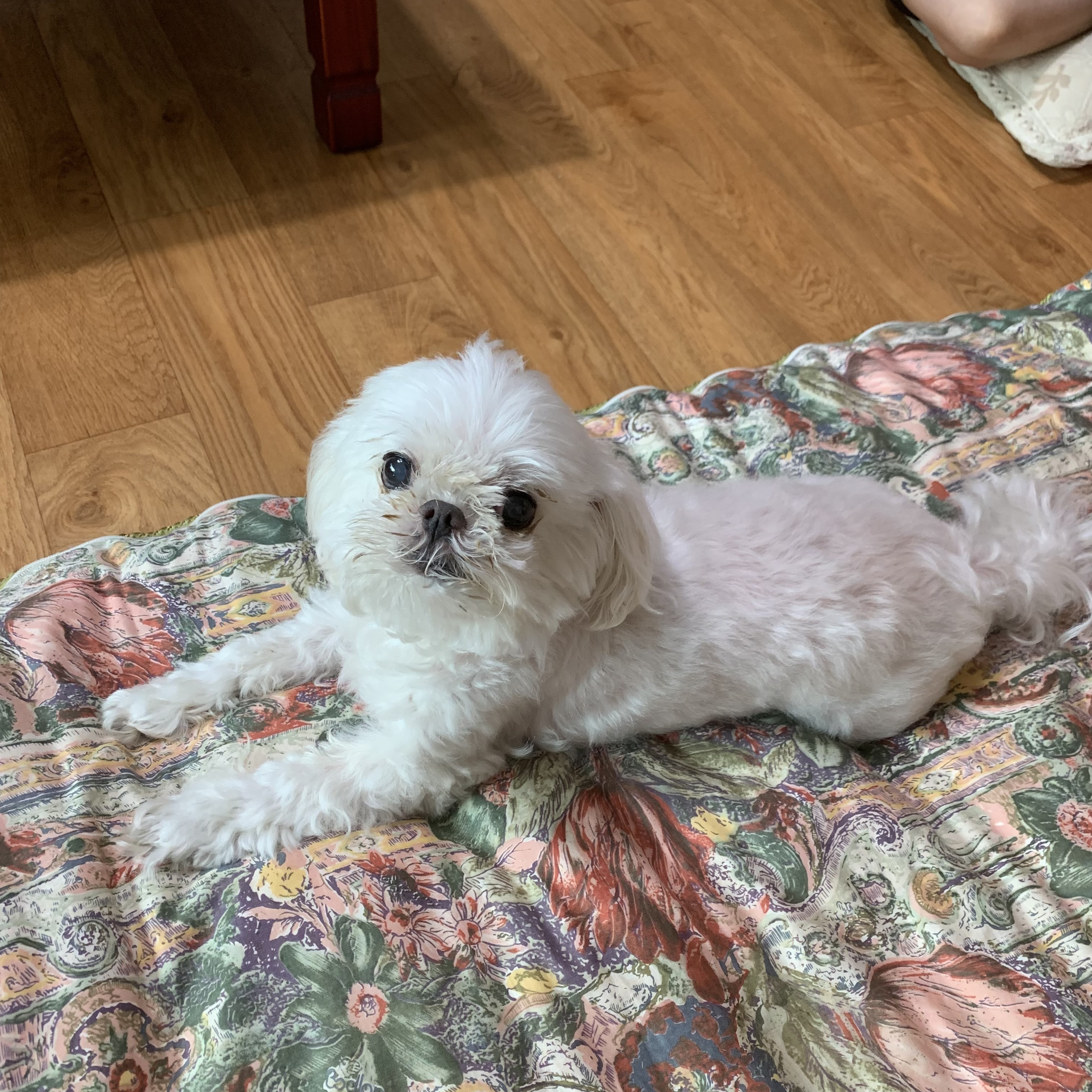 몽이히 프로필 이미지