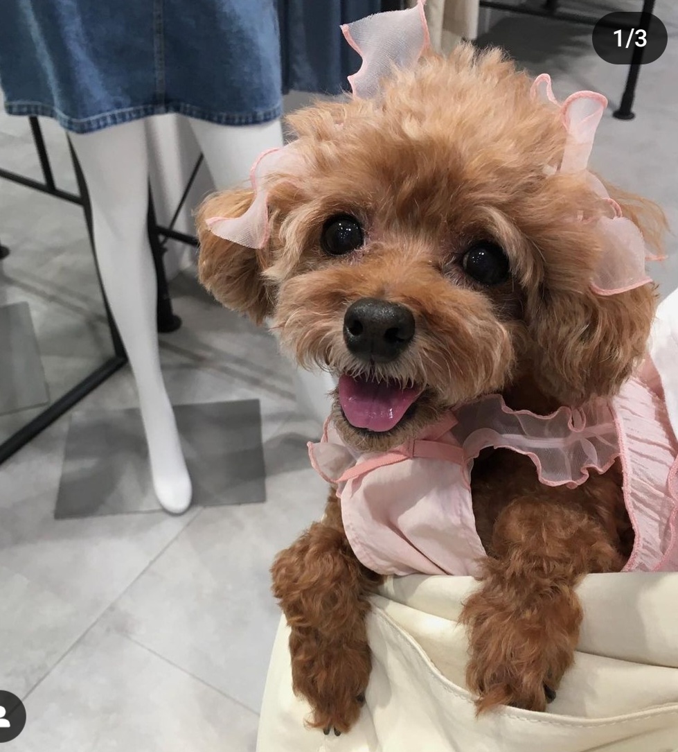 모몽 프로필 이미지