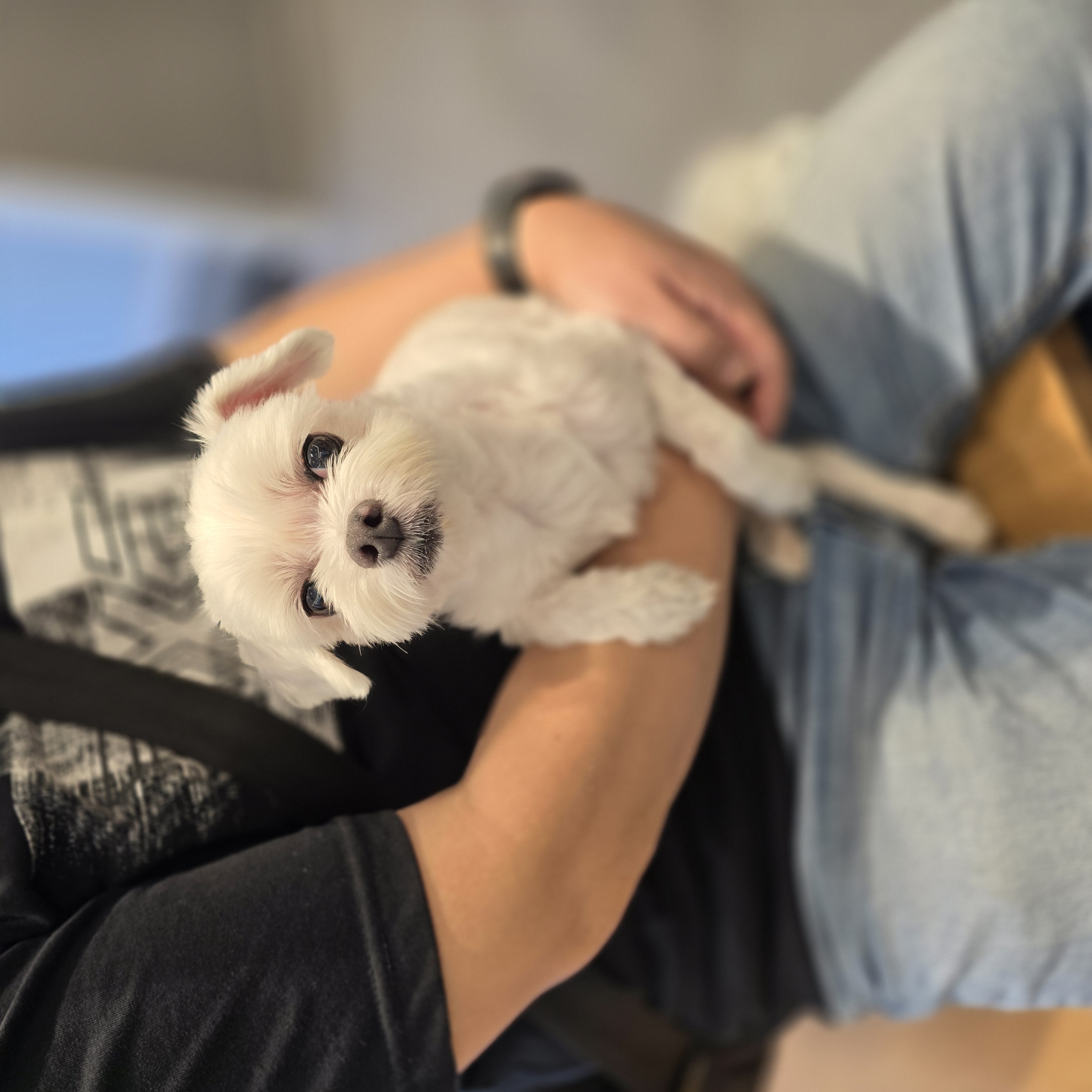 백년살강아지 프로필 이미지