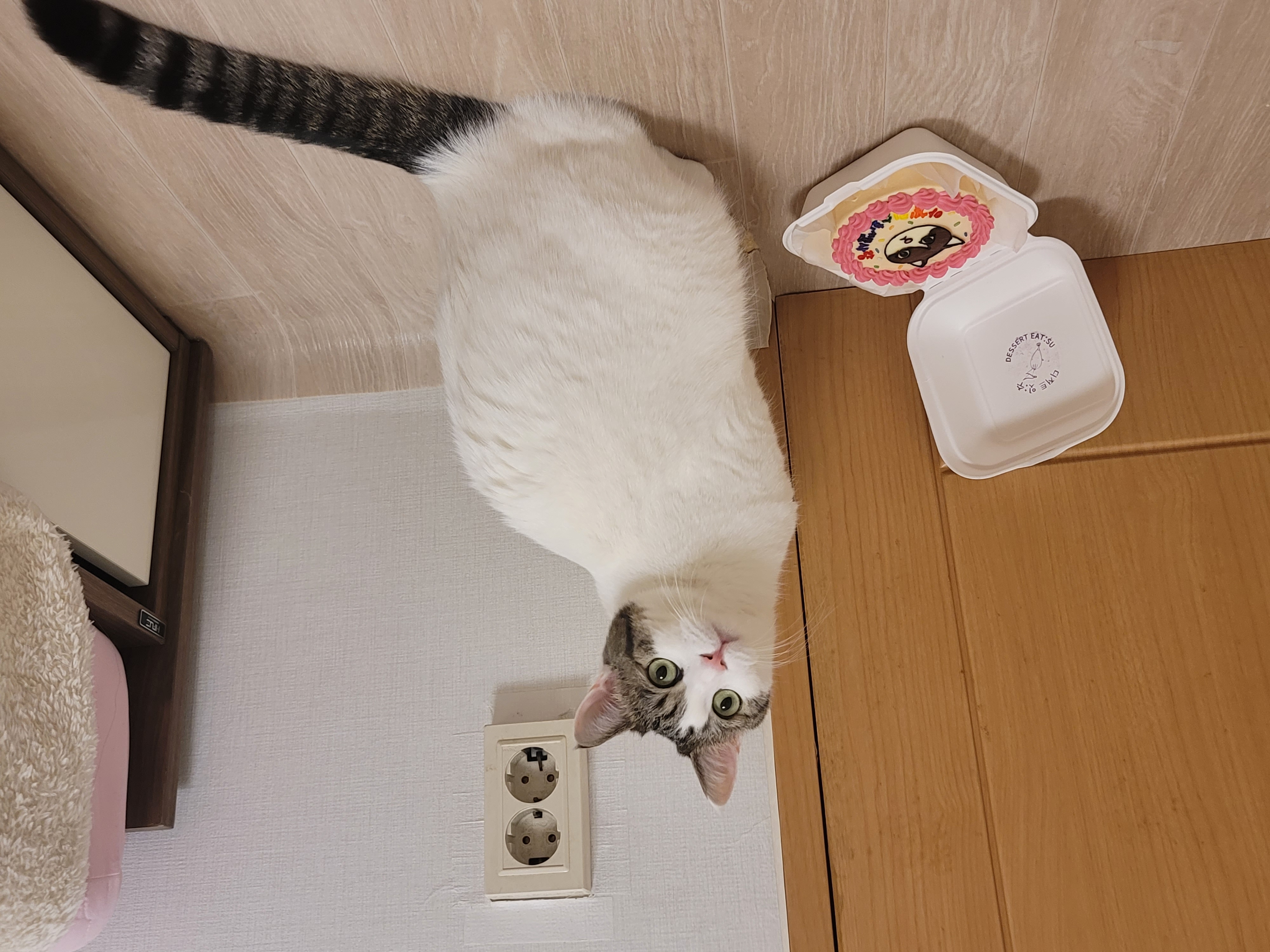 앙꼬냥 프로필 이미지