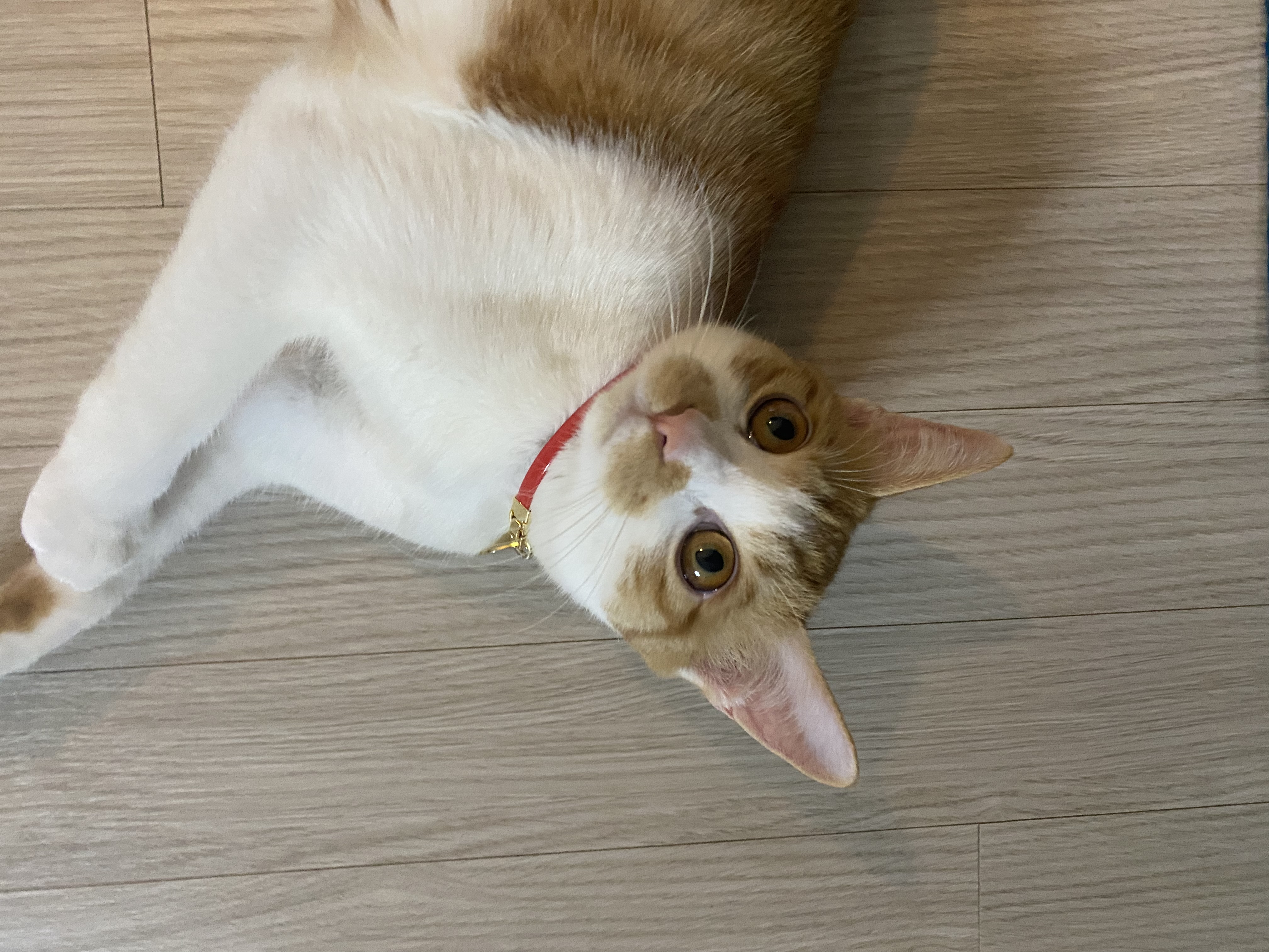 wooz 프로필 이미지