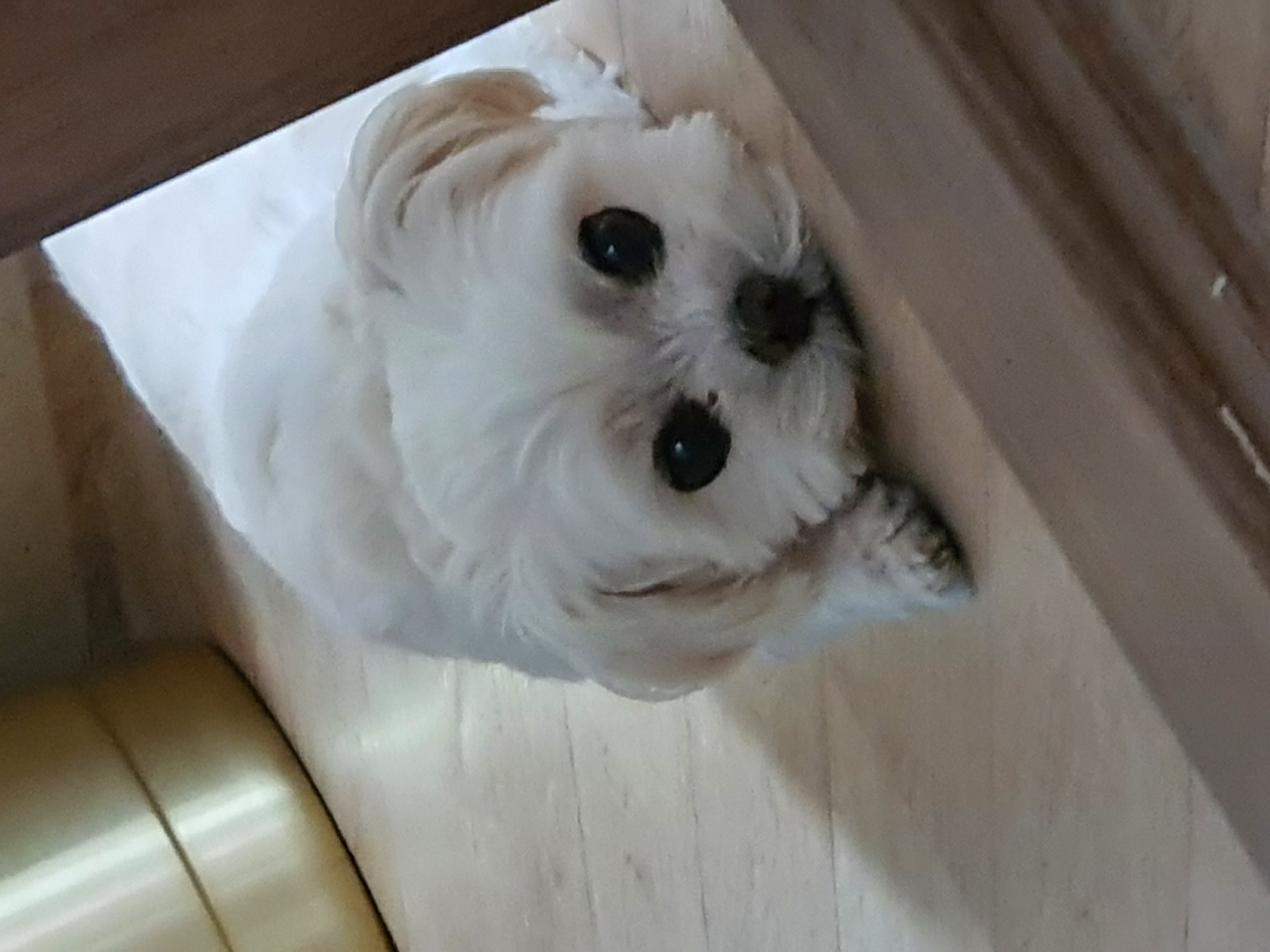 송꼬미 프로필 이미지