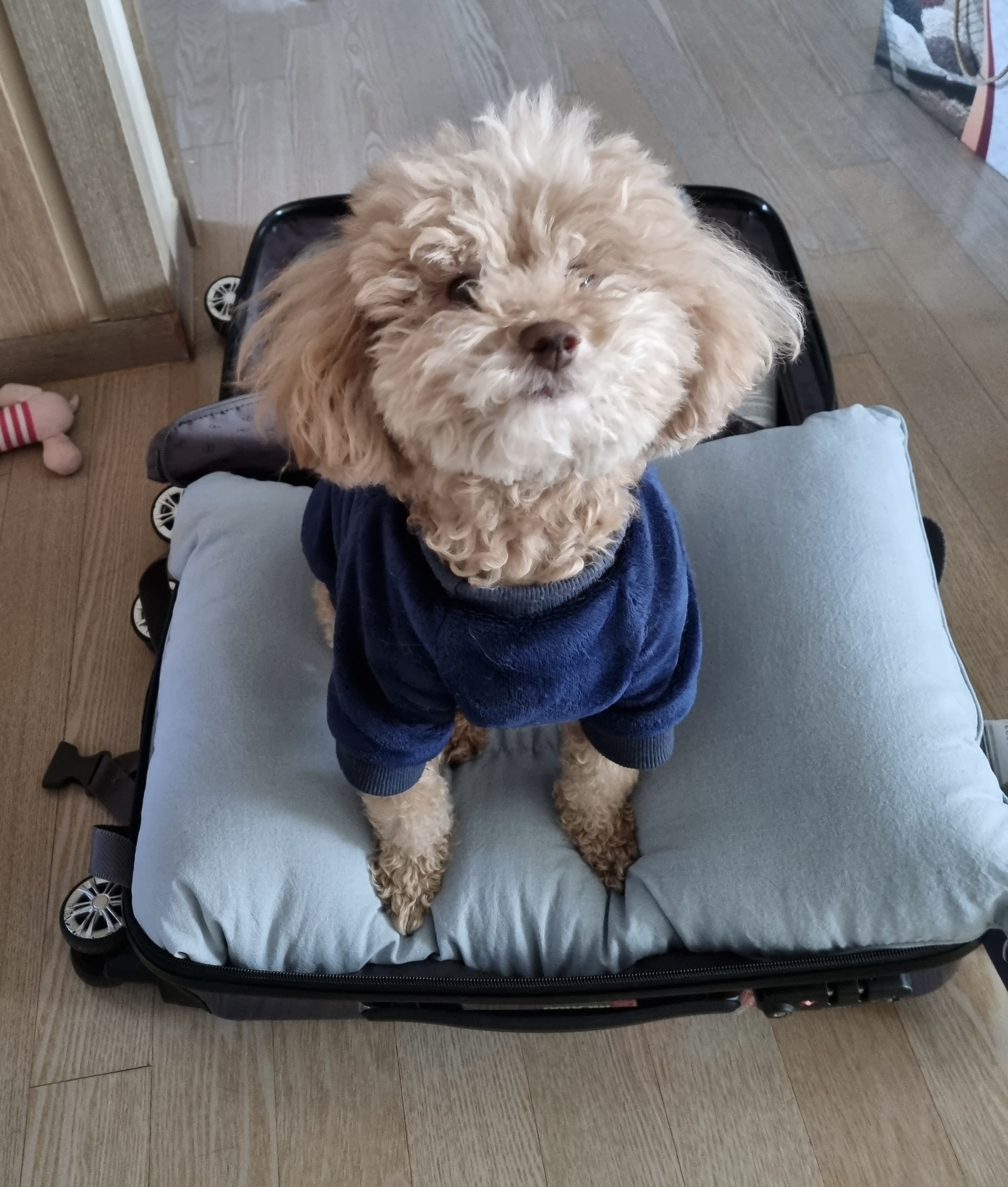 나챠강쥐 프로필 이미지