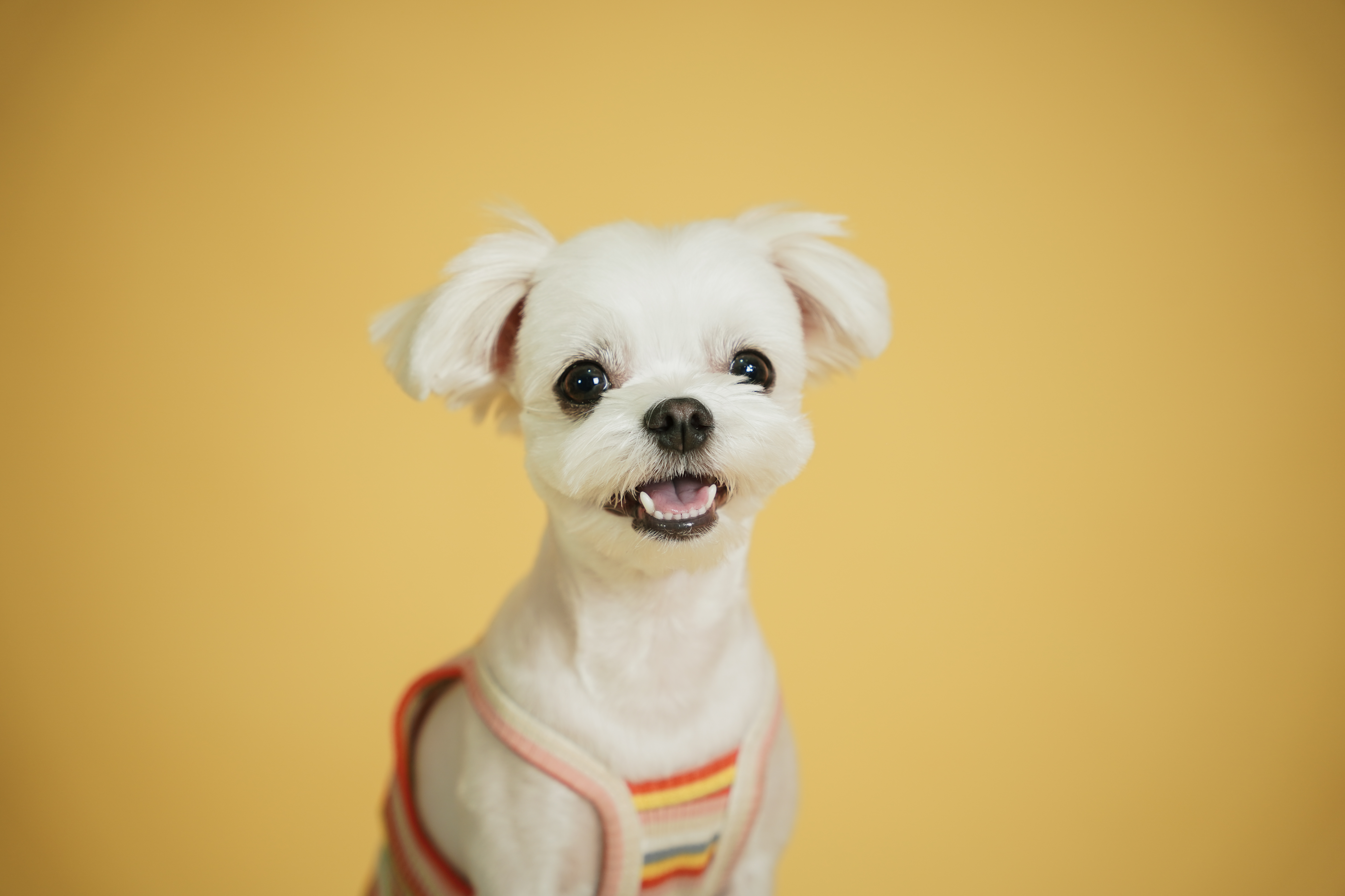 사랑둥이 프로필 이미지