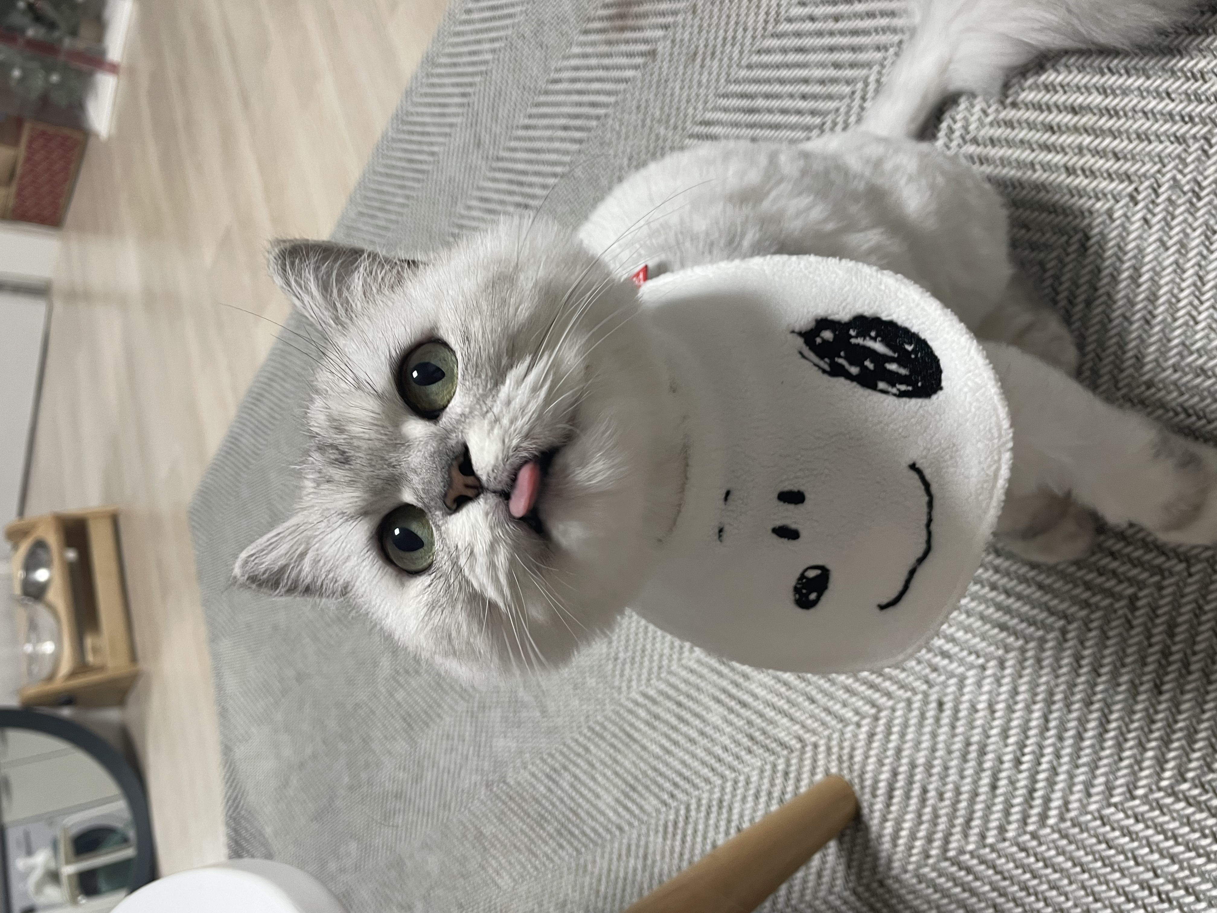 휴지냥 프로필 이미지