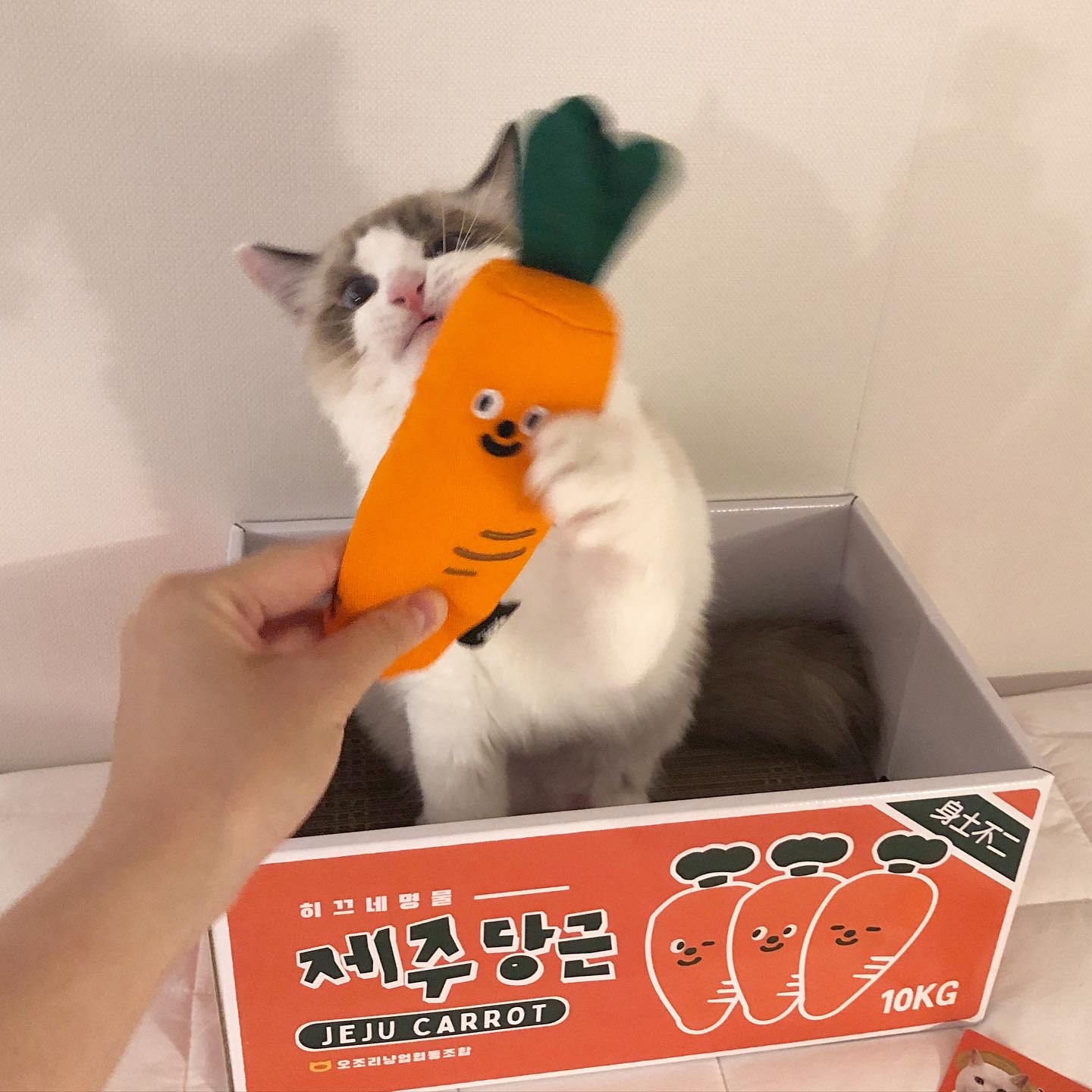 집사야 프로필 이미지