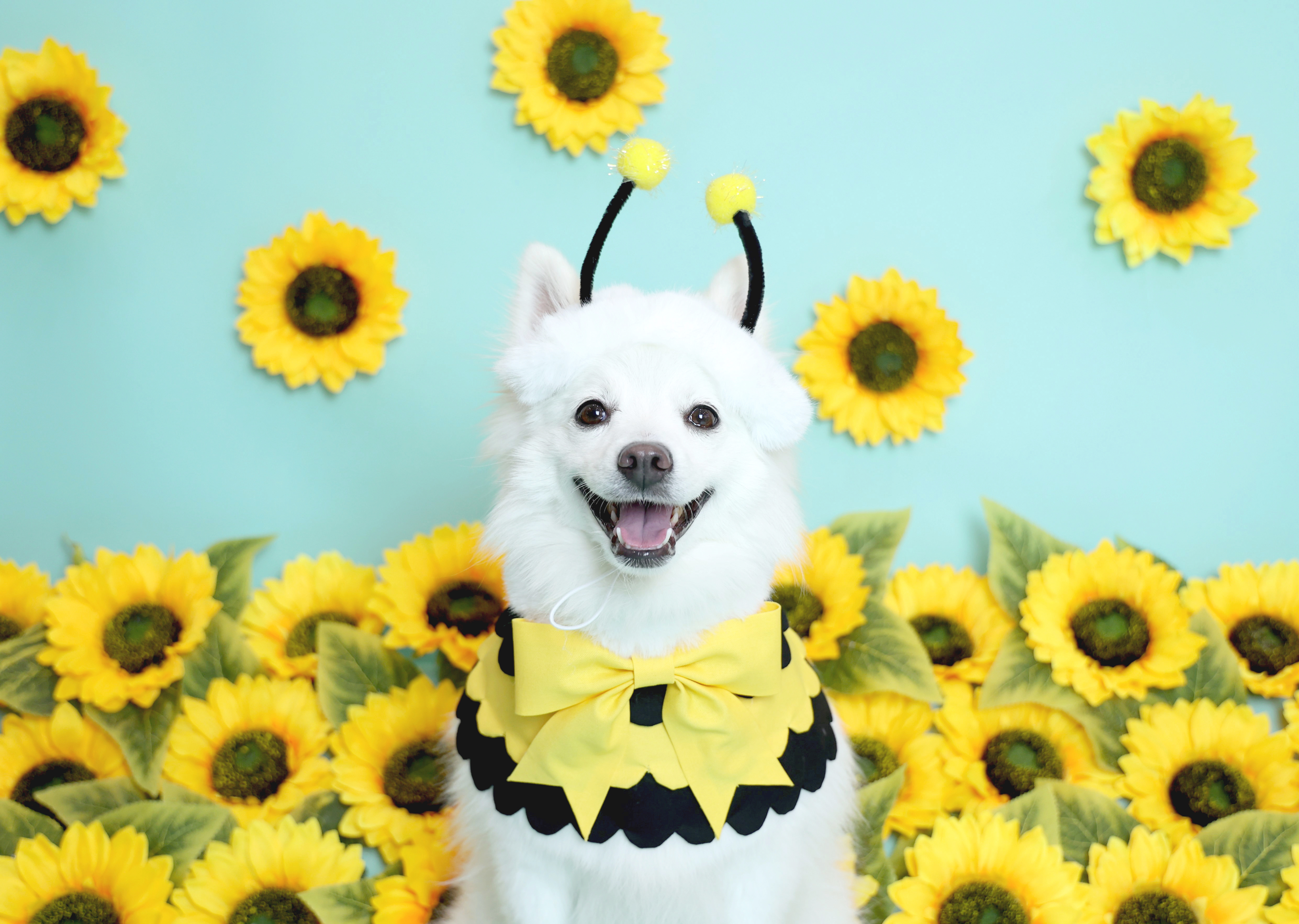 보리잇 프로필 이미지