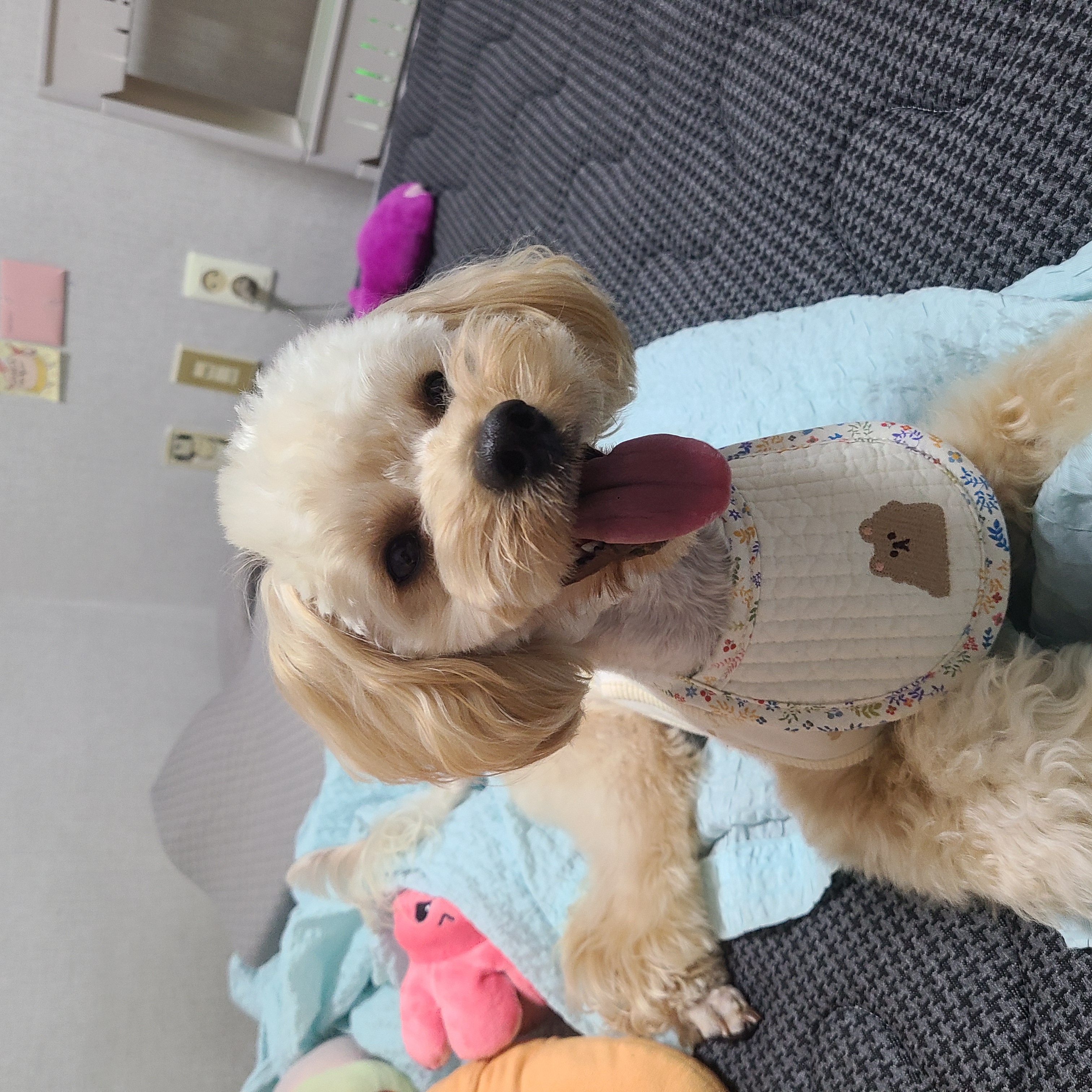 코카푸라떼 프로필 이미지