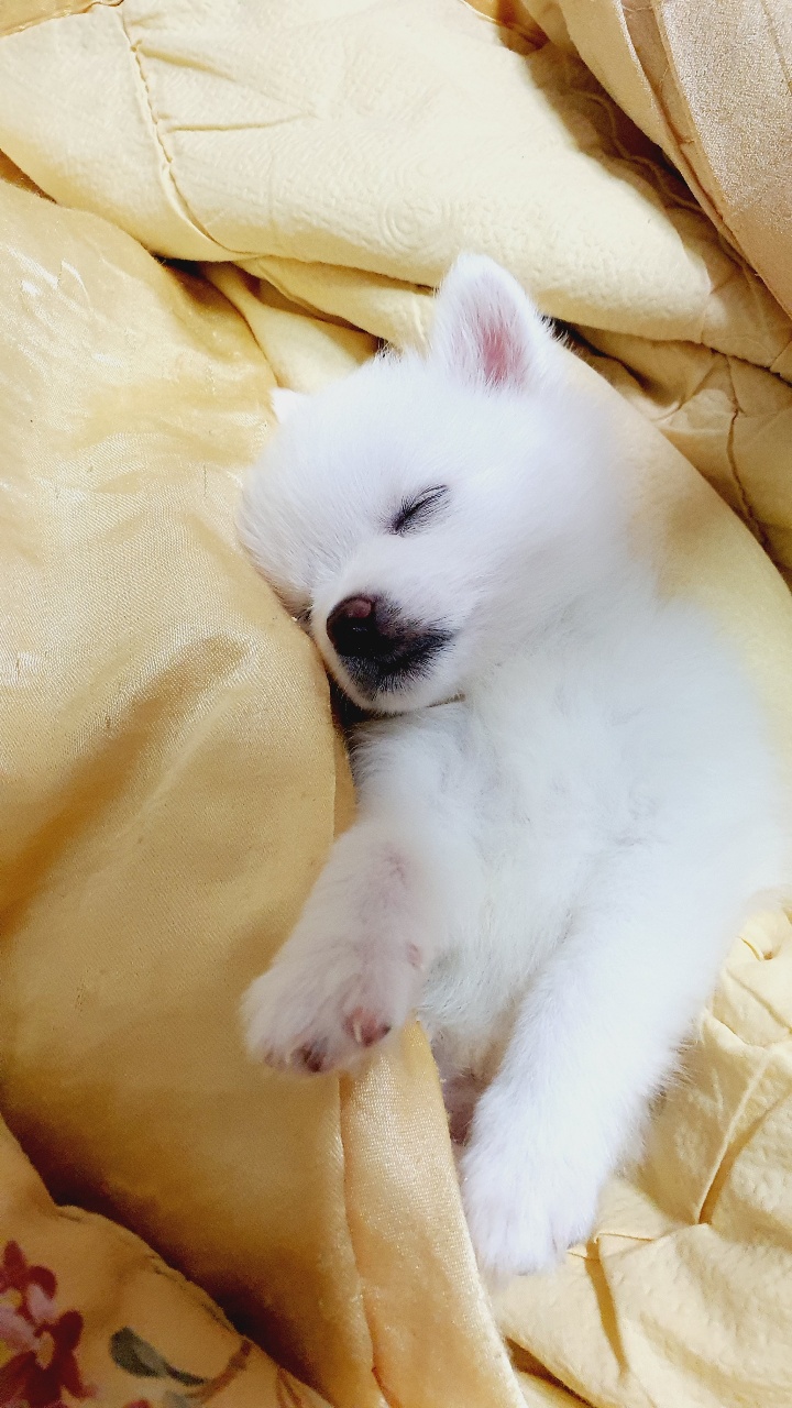 펫리미엄 프로필 이미지
