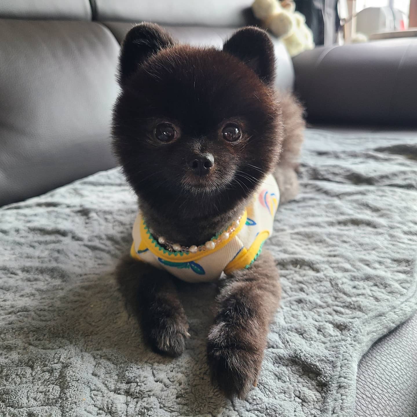 샤록 프로필 이미지