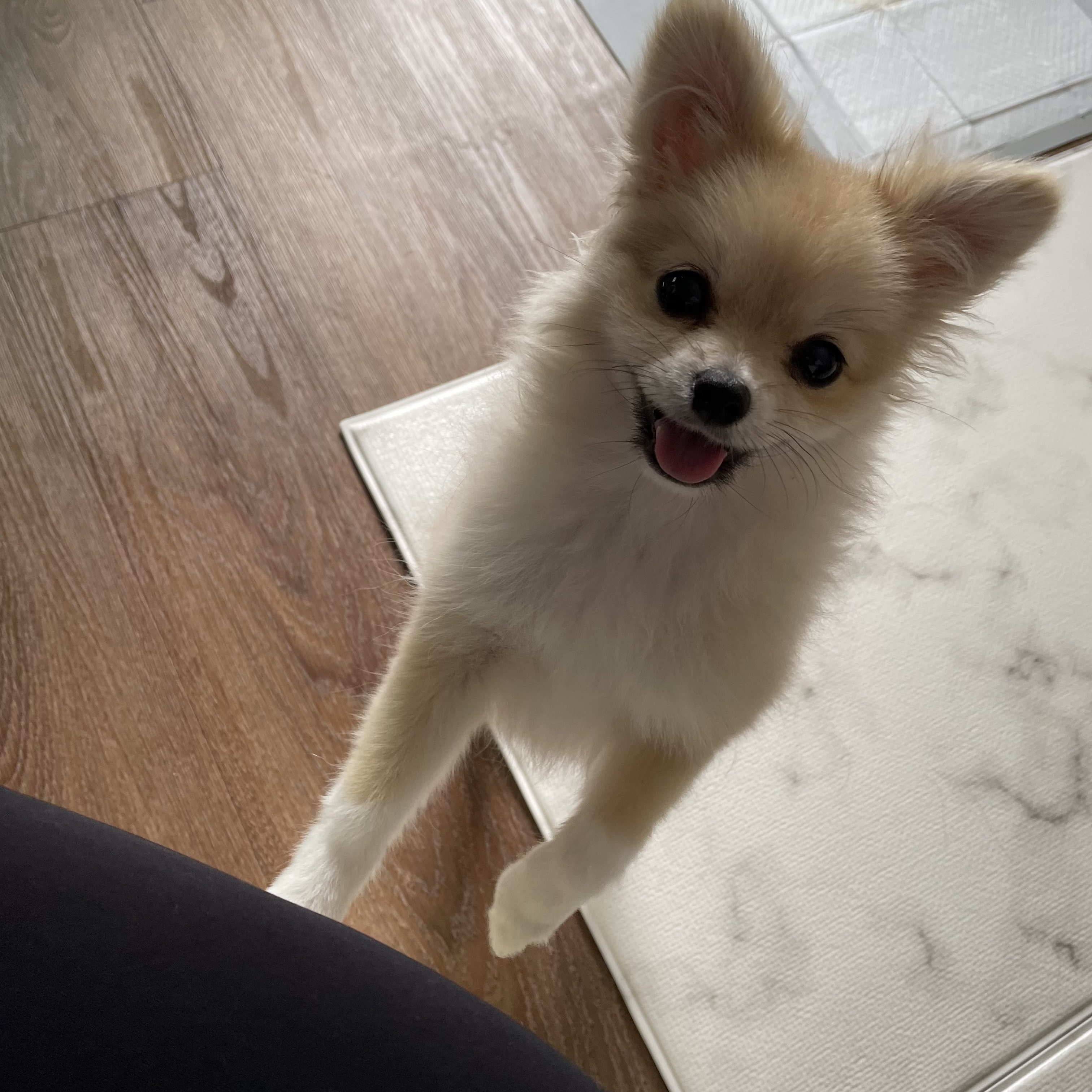 땅콩포메 프로필 이미지