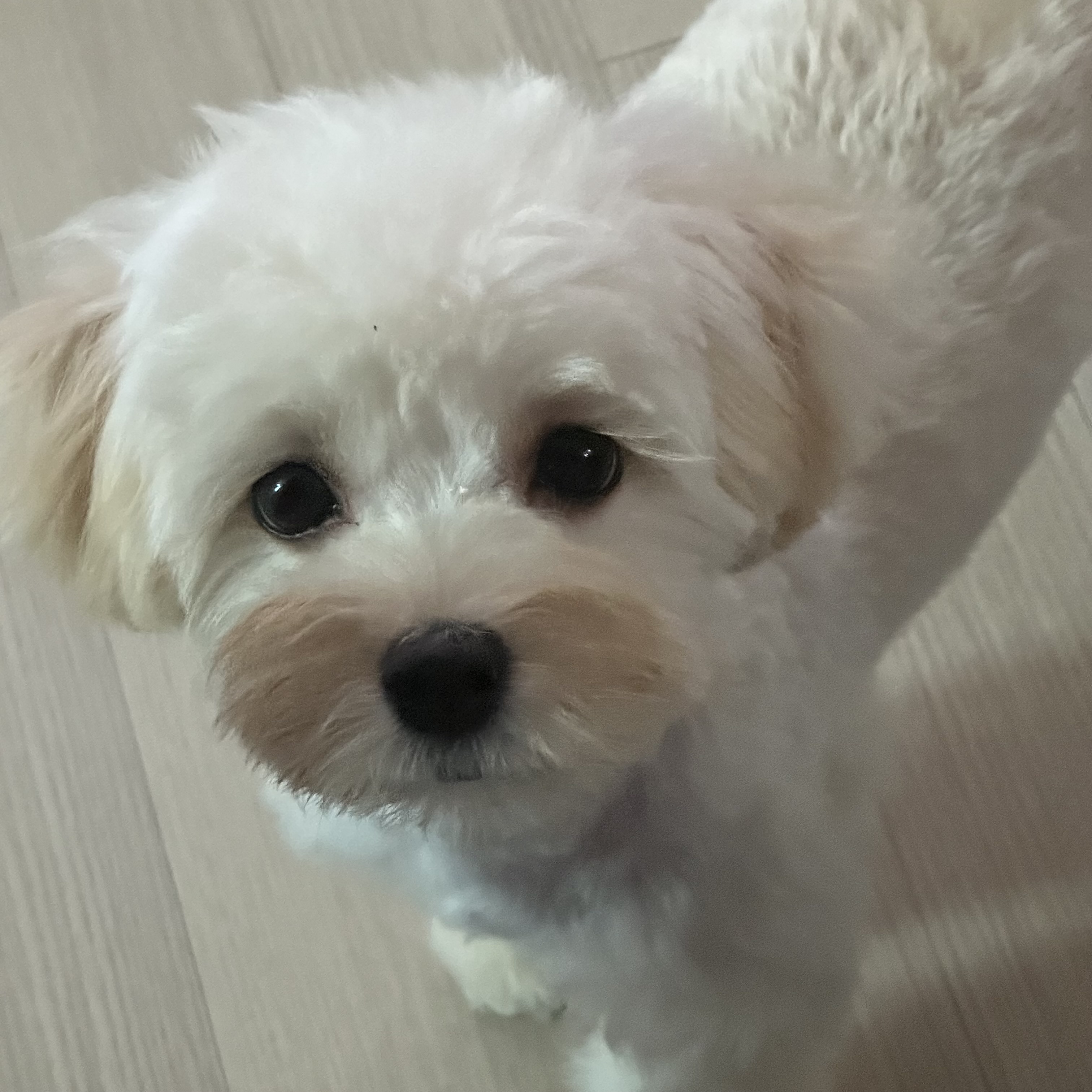 보리카츄 프로필 이미지