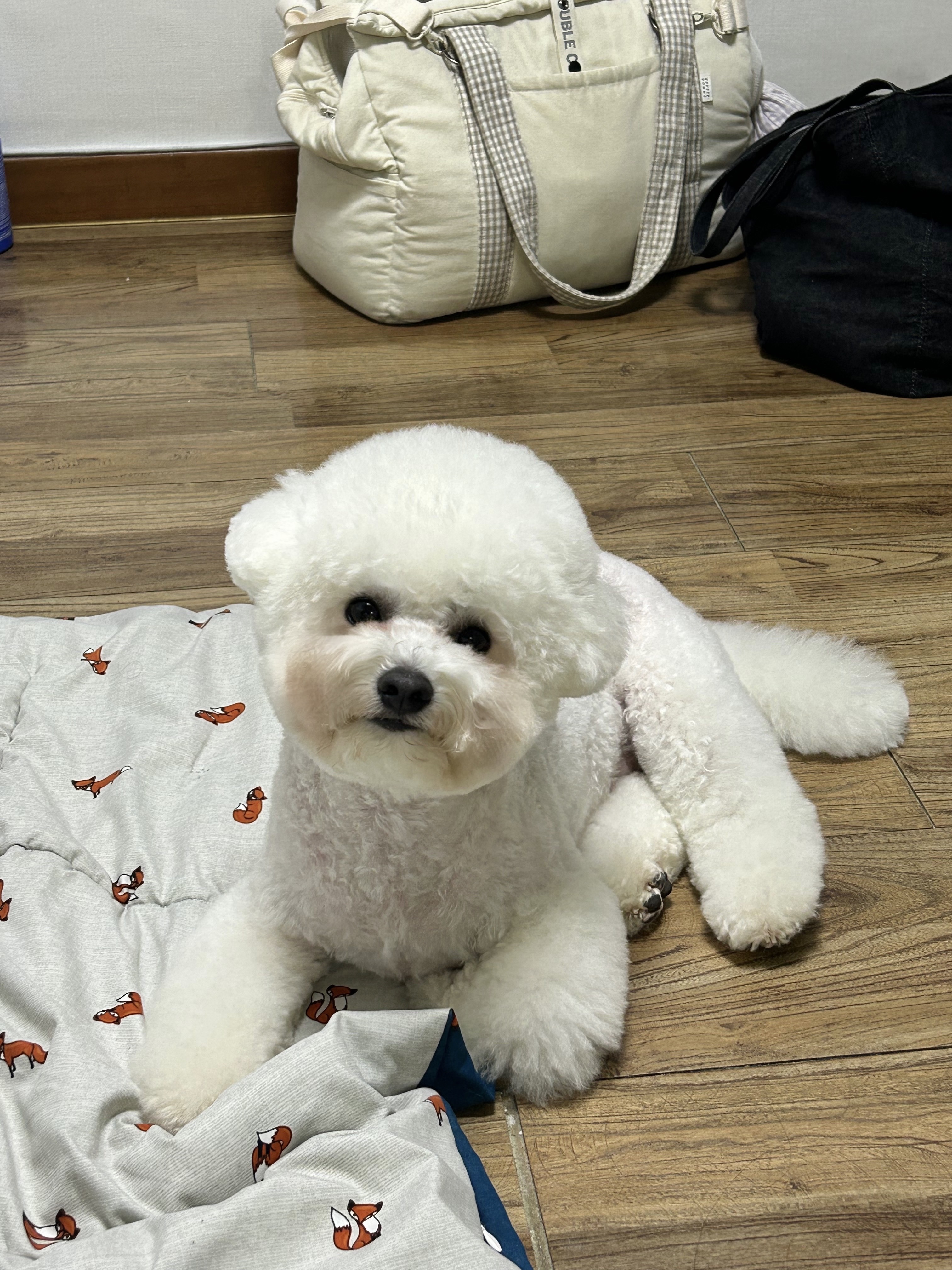 하쿠옴마 프로필 이미지