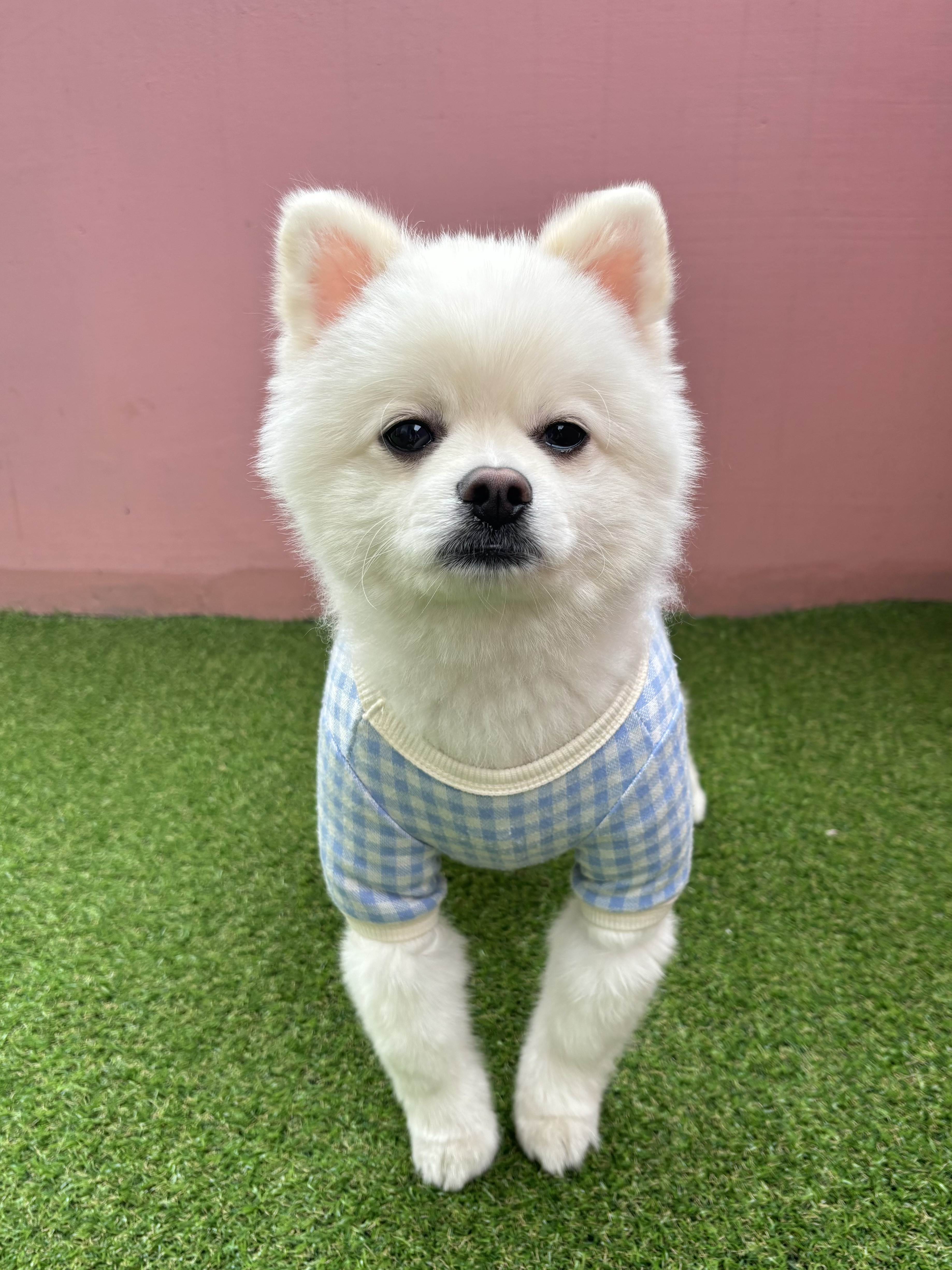 흰둥 프로필 이미지