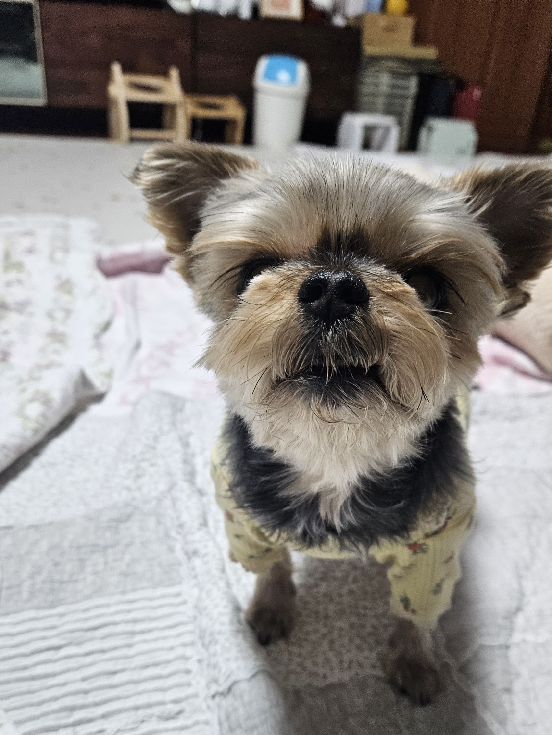 솜블 프로필 이미지