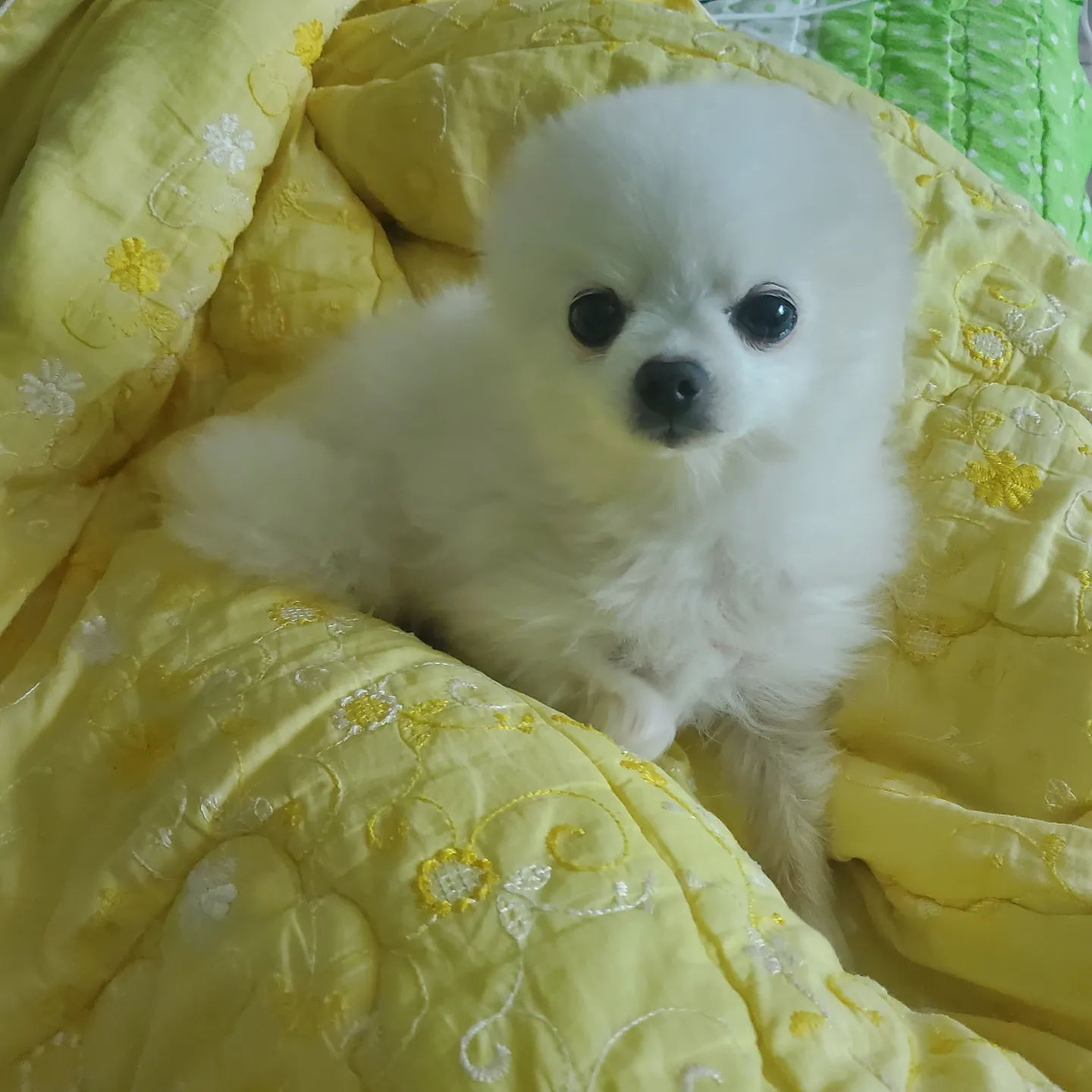 마요포리 프로필 이미지