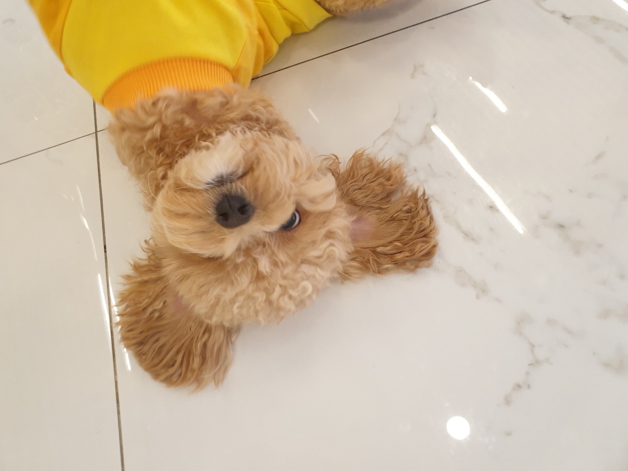 Soychicken 프로필 이미지