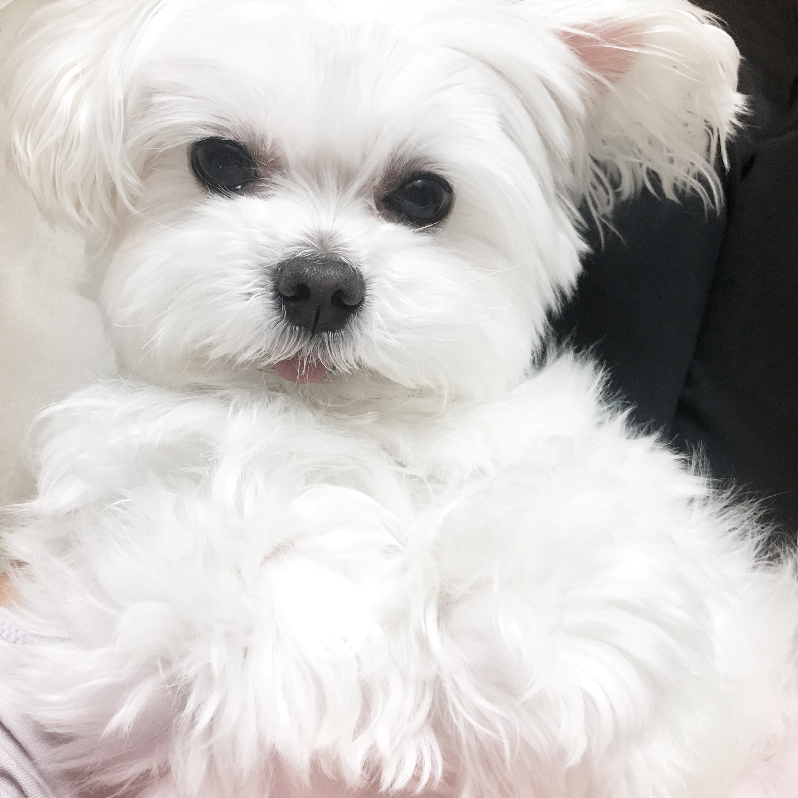 깡조이 프로필 이미지