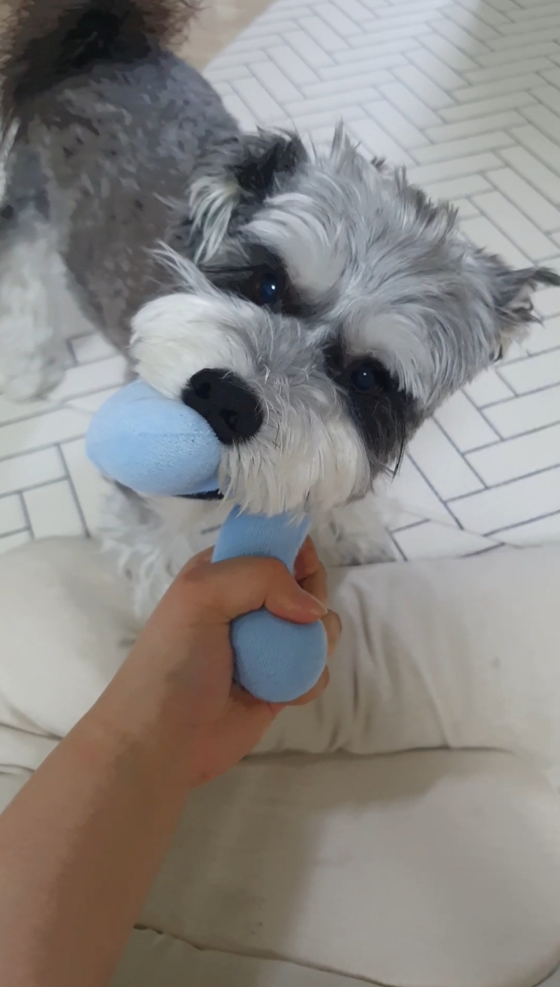 슈나우저루이 프로필 이미지