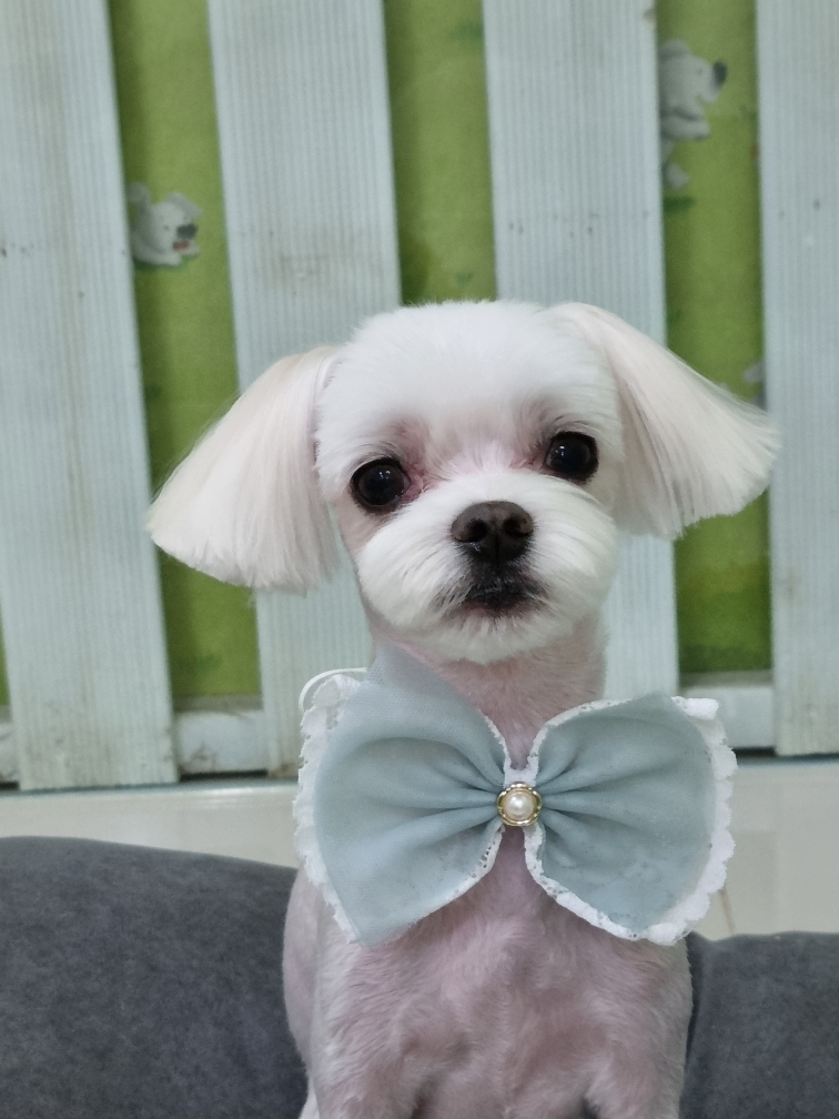 복돌이네 프로필 이미지