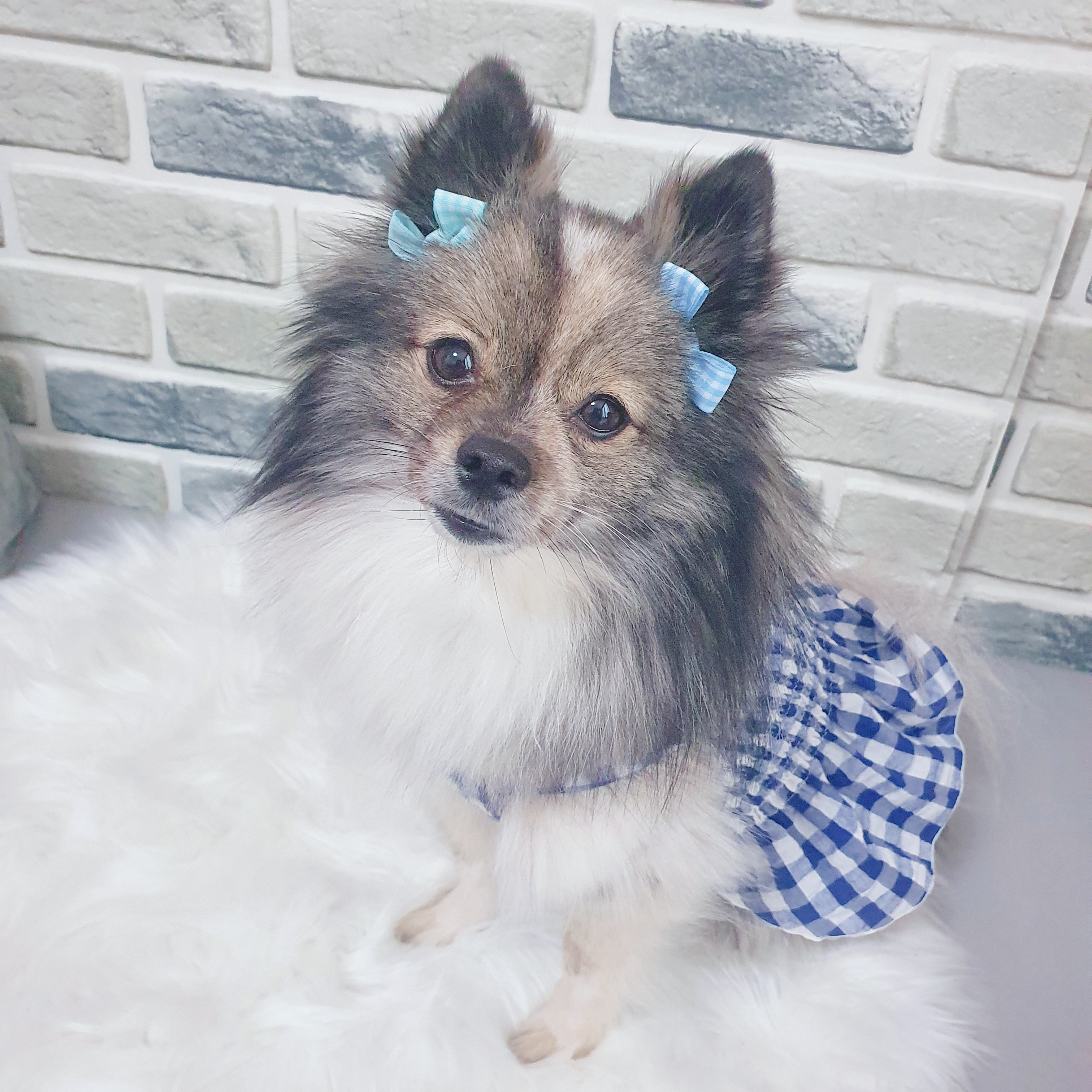 꼬로미네 프로필 이미지
