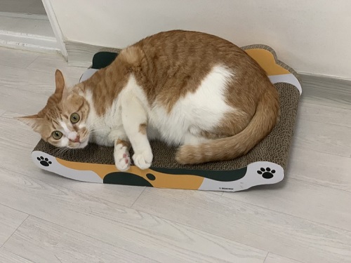 첨부 이미지