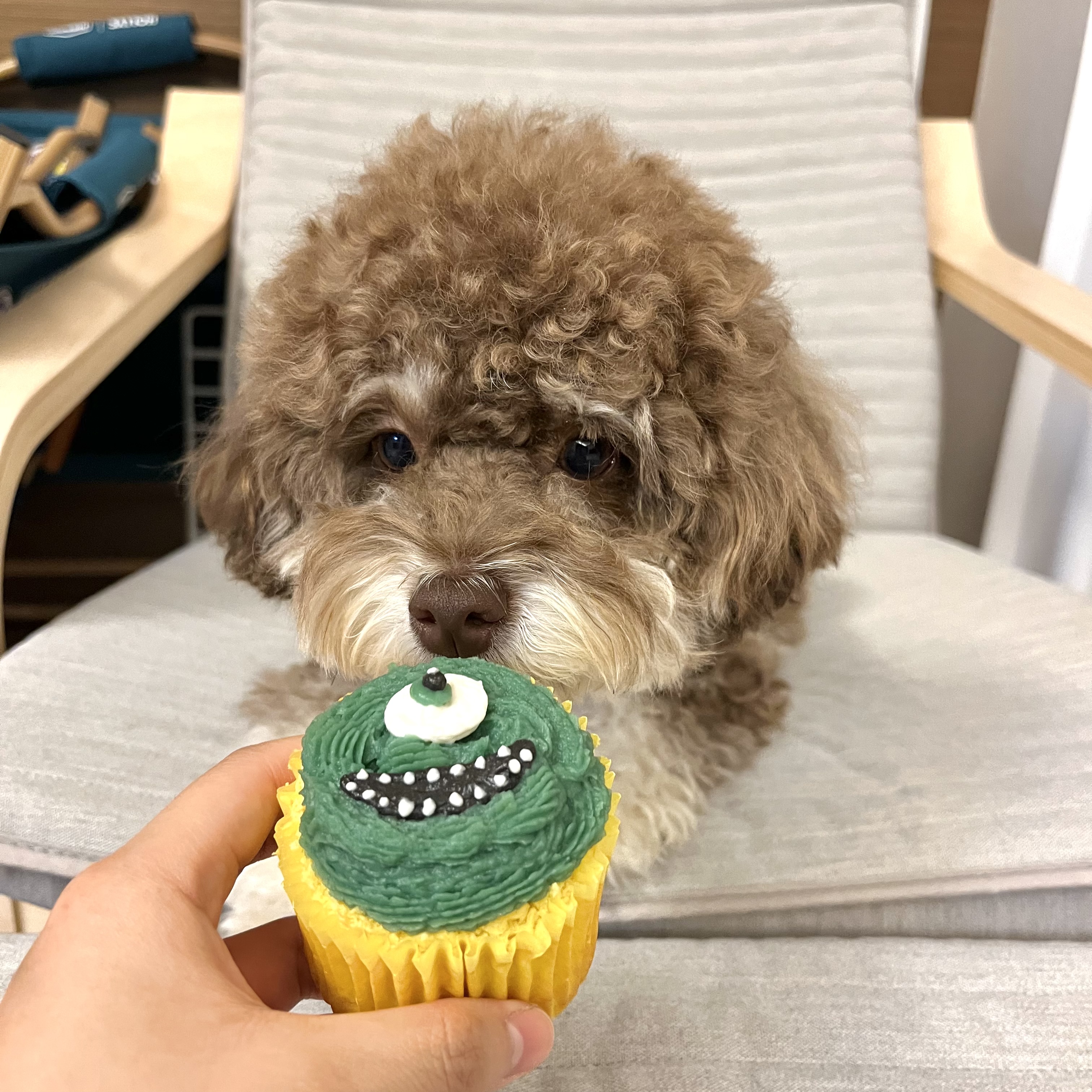 쪼꼬맘 프로필 이미지
