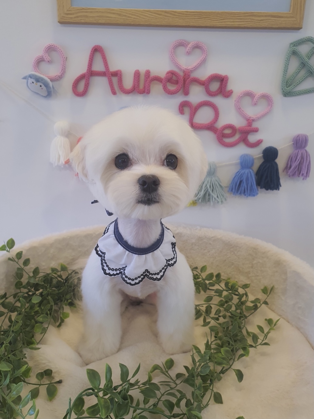 솜이언니 프로필 이미지