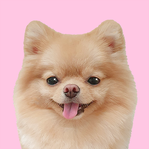 꼬마댕댕이 크림이 프로필 이미지