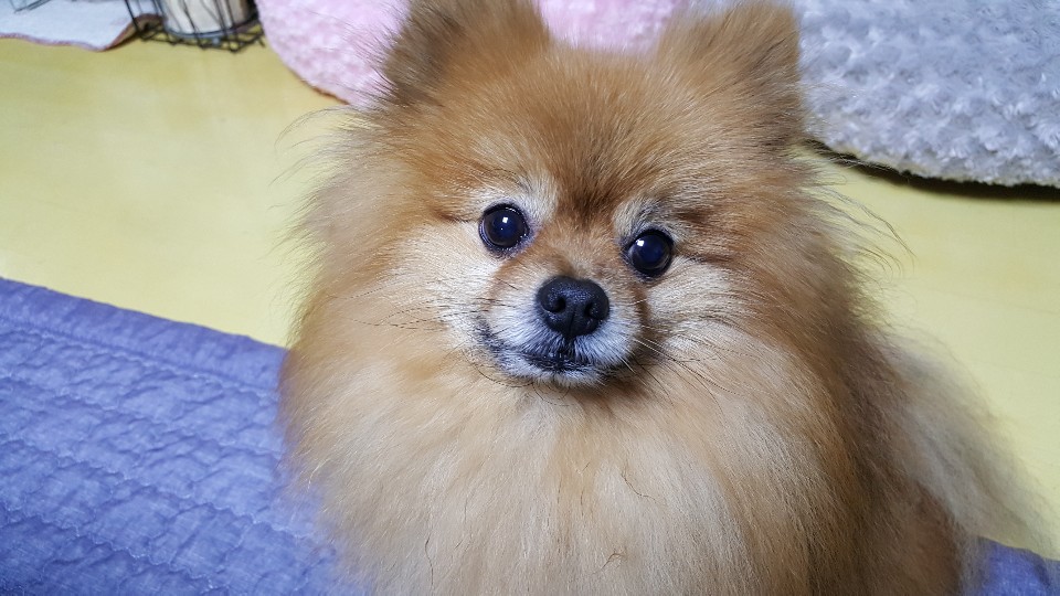 boridesign 프로필 이미지