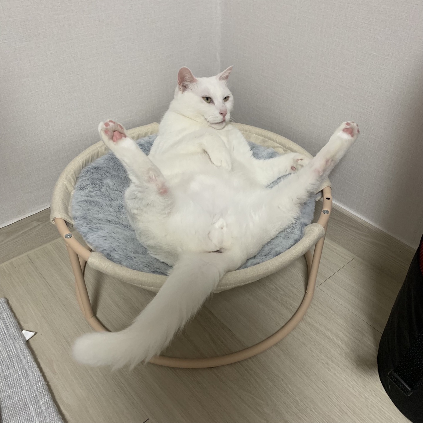 콩보보 프로필 이미지