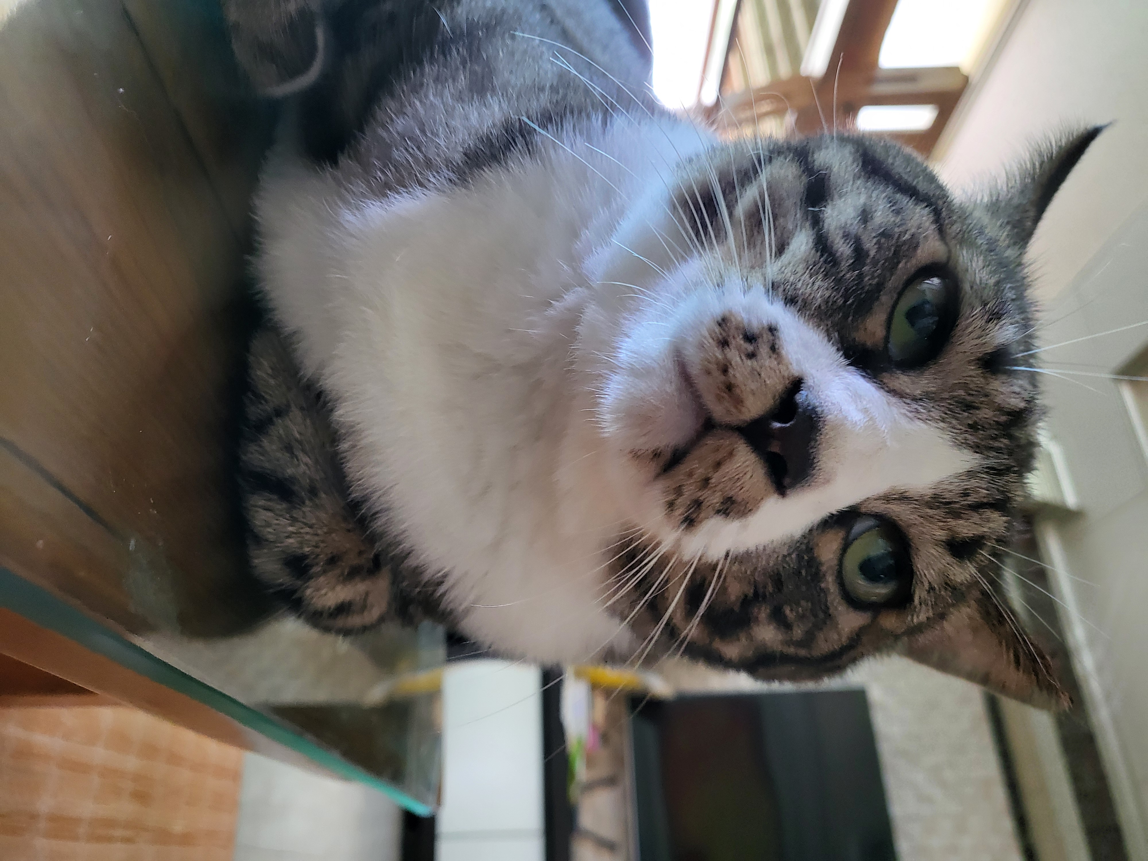 삼괭이 프로필 이미지