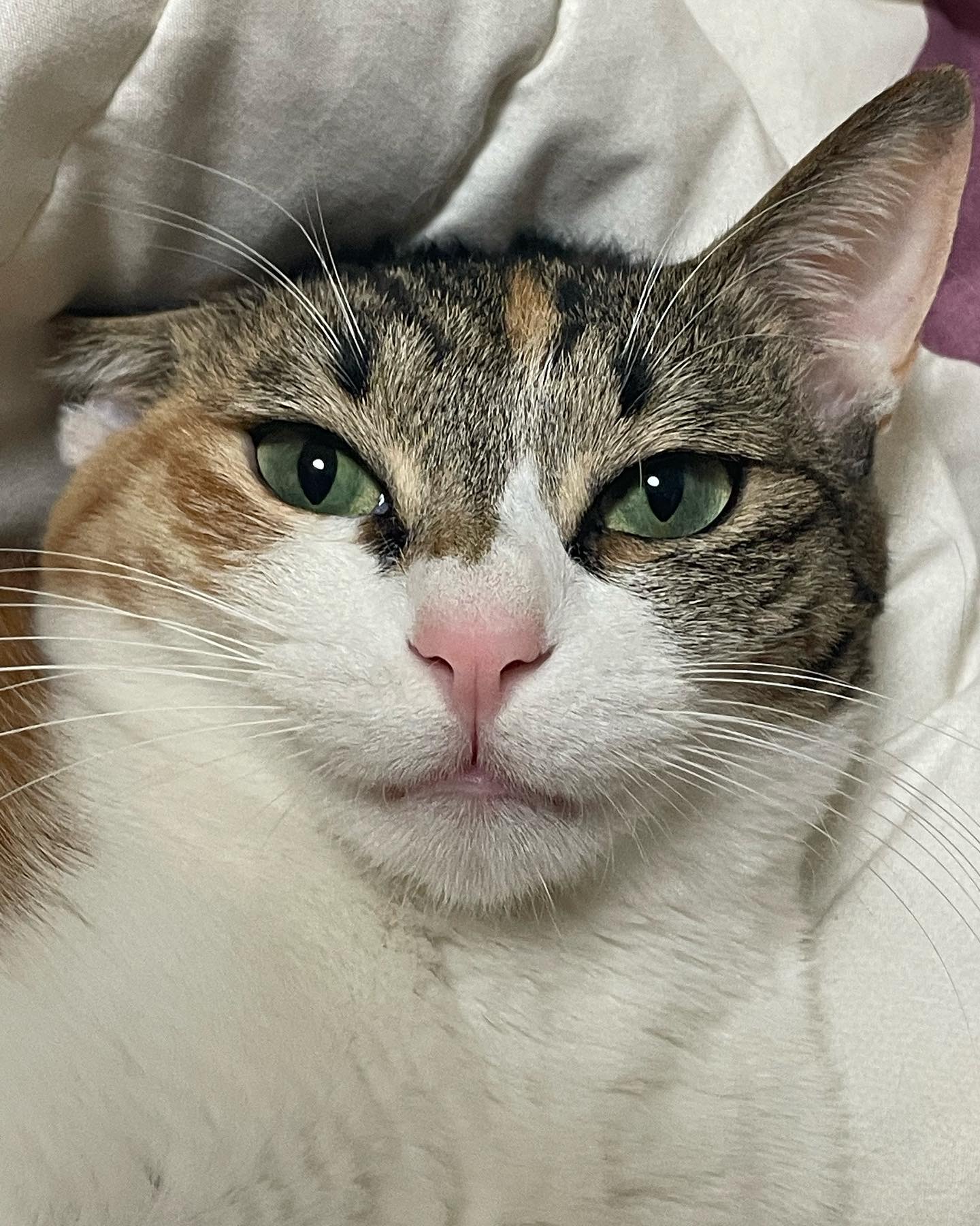 모찌둥이 프로필 이미지